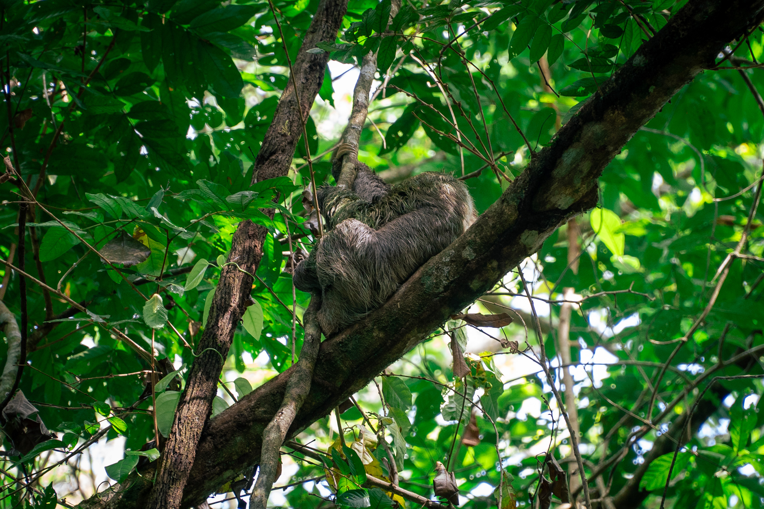 Wildlife watching sloth Manuel Antonio